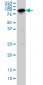 SP1 Antibody (monoclonal) (M01)